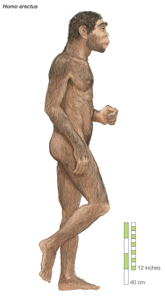 Homo erectus