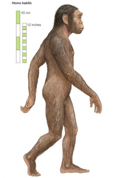 Homo habilis
