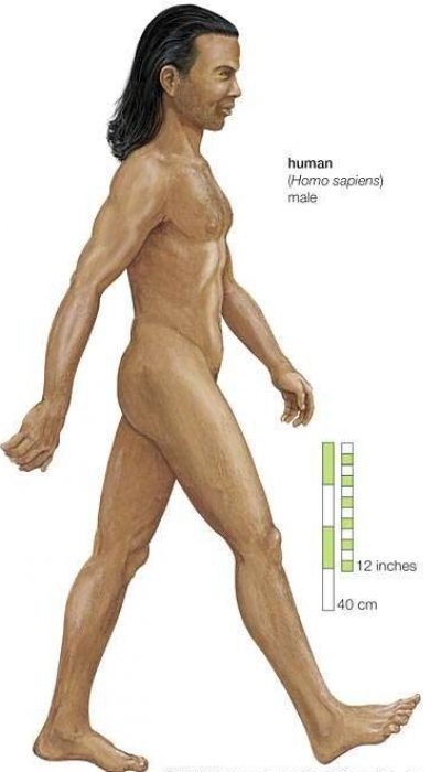 Homo sapiens